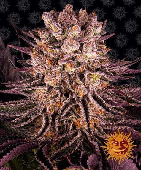 Mimosa X Orange Punch