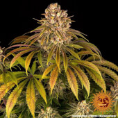 Lemon Tree