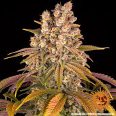 Lemon Tree
