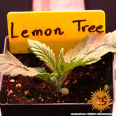 Lemon Tree
