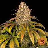 Lemon Tree