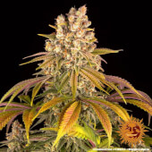 Lemon Tree