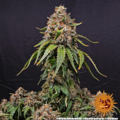 White Widow XXL