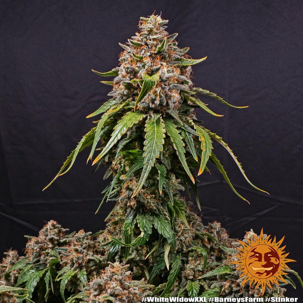 White Widow XXL