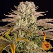 Pineapple Express