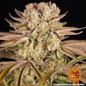 Pineapple Express