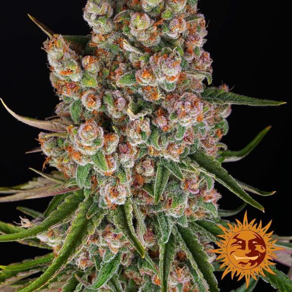 GMO Auto