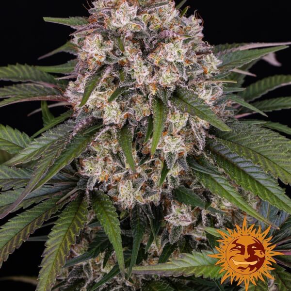 OG Kush Auto