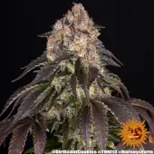 Girl Scout Cookies