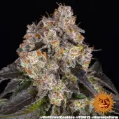 Girl Scout Cookies
