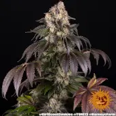Girl Scout Cookies