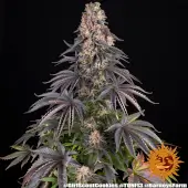 Girl Scout Cookies