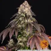 Girl Scout Cookies
