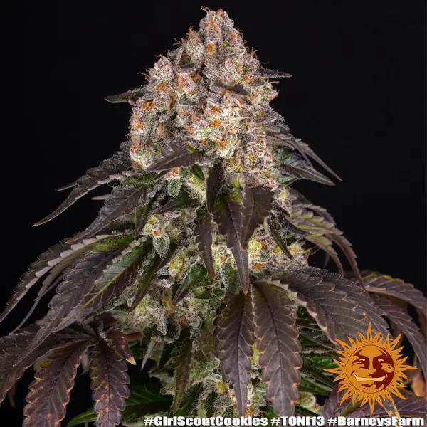 Girl Scout Cookies