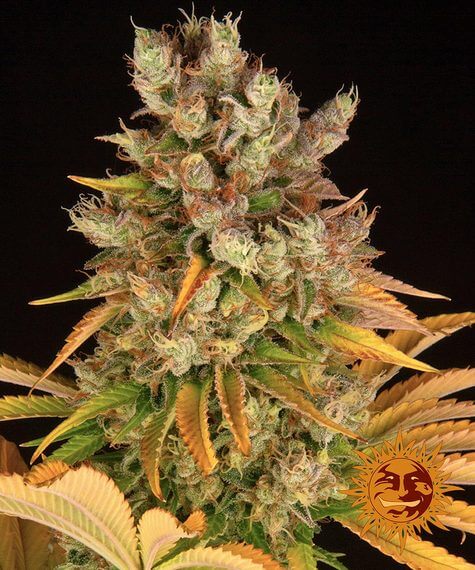 GMO: bank product photo, credit alchimiaweb.com, copyright status shown with credit copyright unverified