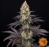 OG Kush