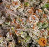 OG Kush