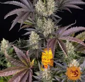 OG Kush