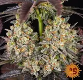 OG Kush