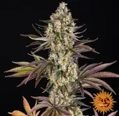 OG Kush