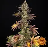 OG Kush
