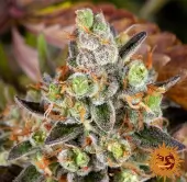 OG Kush