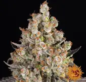 OG Kush