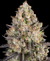 OG Kush