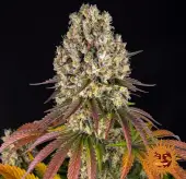 Sour Diesel