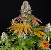 Sour Diesel