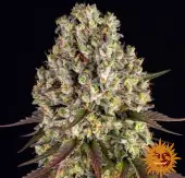 Sour Diesel