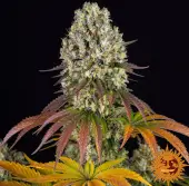 Sour Diesel