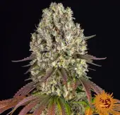 Sour Diesel