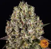 Sour Diesel