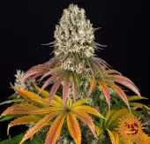Sour Diesel