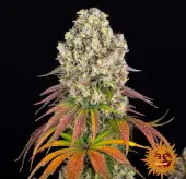 Sour Diesel