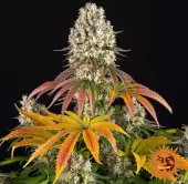Sour Diesel