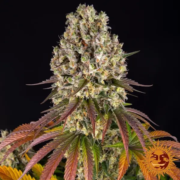 Sour Diesel