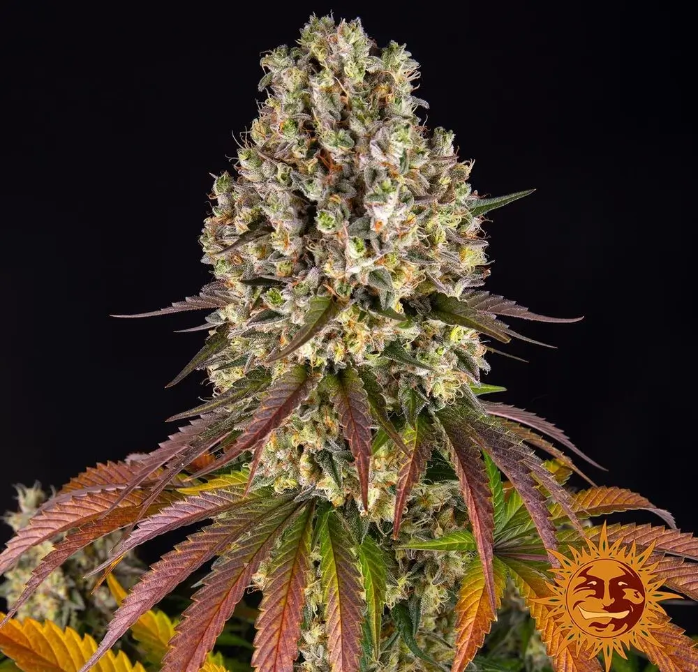 Sour Diesel
