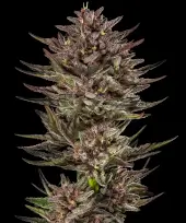 Frosted Zinn x Cookie Dog Auto