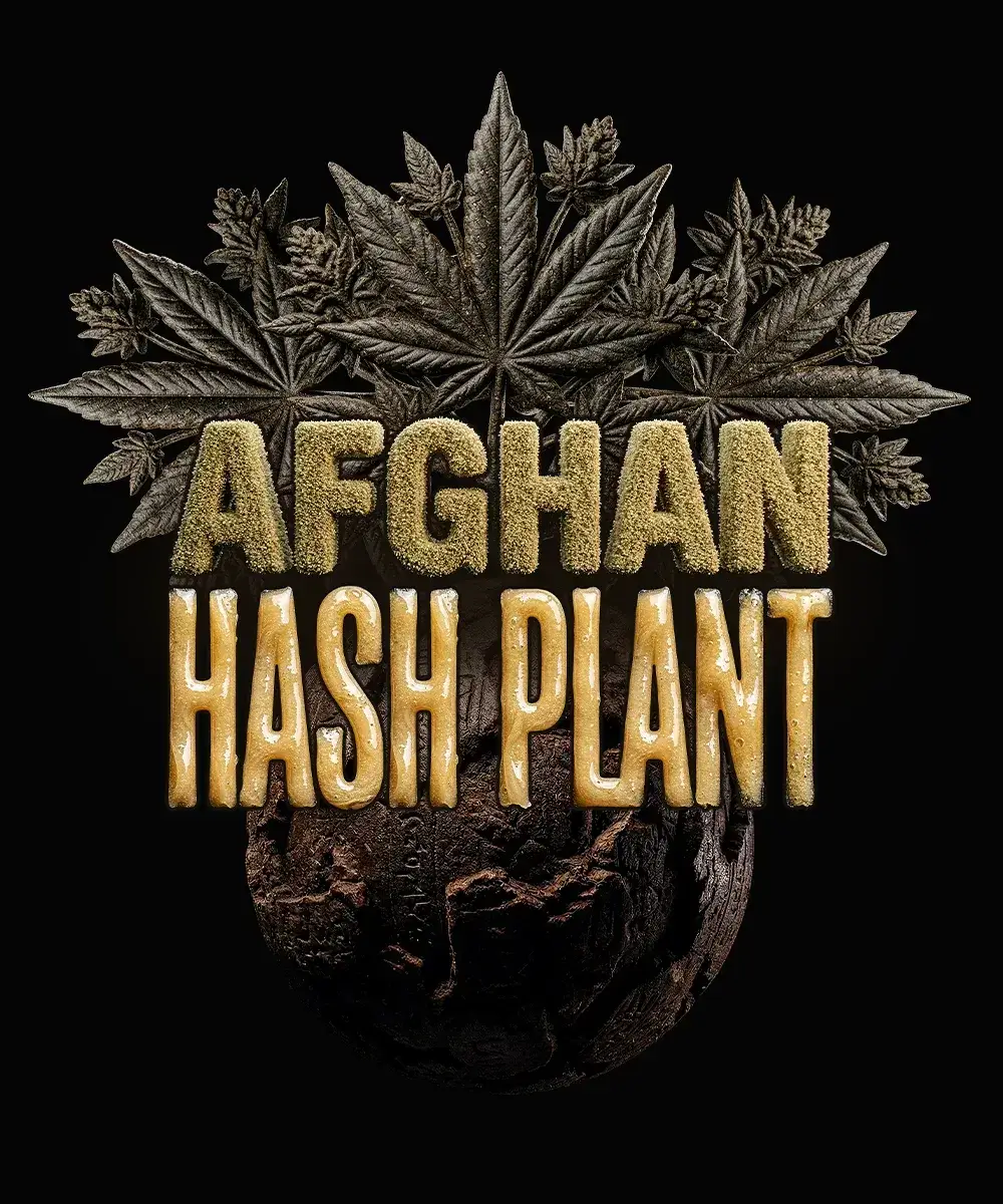 Afghan Hash Plant Auto