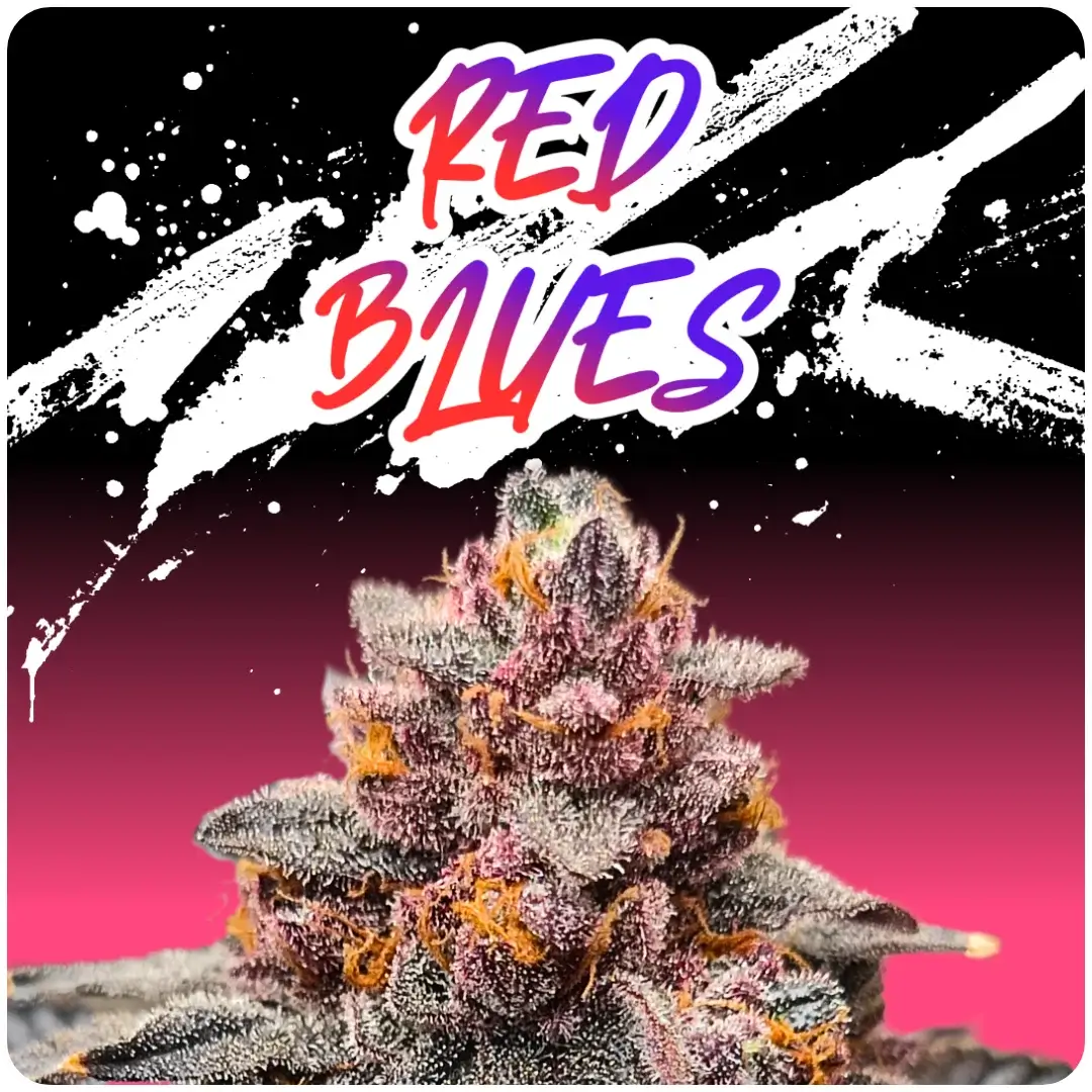 Red Blues