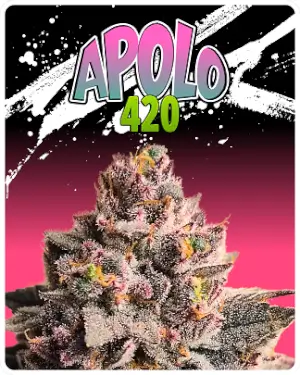 Apolo 420