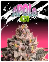 Apolo 420