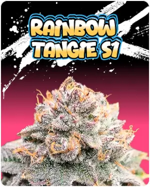 Rainbow Tangie S1