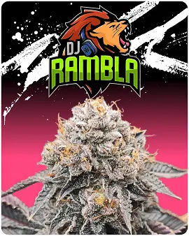 DJ Rambla