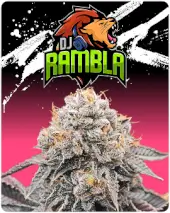 DJ Rambla