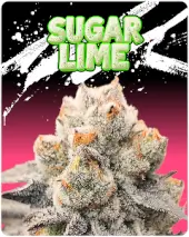 Sugar Lime