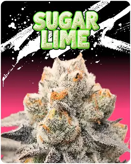 Sugar Lime