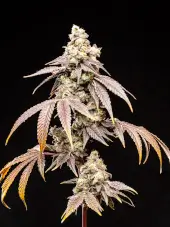 Frosty Rainbow